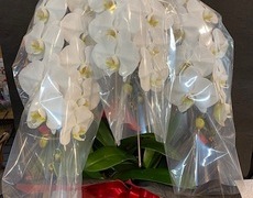 新築お祝いにコチョウランの鉢白3本立ち・葛飾区・金町・亀有・堀切・立石・水元＜東京都葛飾区亀有の花屋・前澤生花店のイメージ