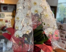 お祝いコチョウランの鉢お届け・葛飾区・亀有・堀切菖蒲園・立石・お花茶屋・小菅＜東京都葛飾区亀有の花屋・前澤のイメージ