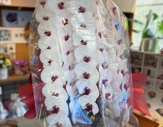 周年お祝いにコチョウランの鉢お届・葛飾区、堀切、お花茶屋、亀有、立石、＜東京都葛飾区亀有の花屋・前澤生花店のイメージ